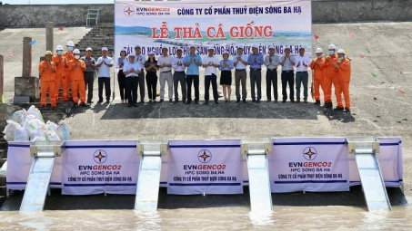 Thủy điện Sông Ba Hạ  thả cá trên lòng hồ hưởng ứng ngày Môi trường thế giới