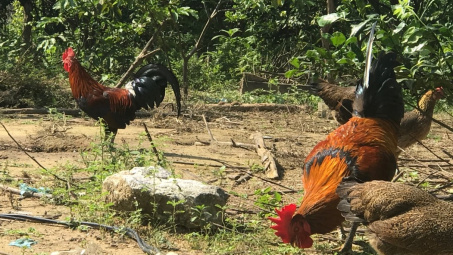 Tuyên Hóa - Quảng Bình: Cấp giấy "khai sinh" cho gà đồi