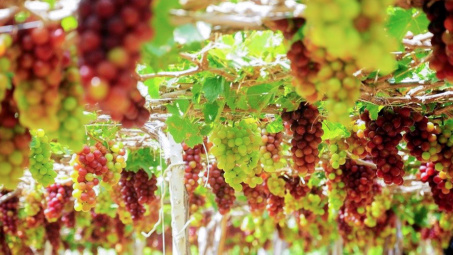 Lan tỏa chương trình “Tết kết nối cùng sản phẩm OCOP, sản phẩm đặc thù của tỉnh Ninh Thuận”