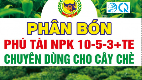 Phân bón Phú Tài nỗ lực tìm những công thức phân bón mới cho cây chè