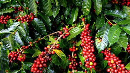 Giá cà phê hôm nay 26/11: Thị trường trầm lắng