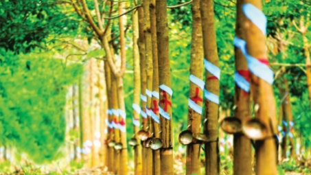 Thực trạng ngành Cao su sau khi Việt Nam ký kết Hiệp định CPTPP