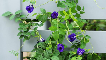 Tối ưu hóa điều kiện trích ly Anthocyanin từ hoa đậu biếc (Clitoria Ternatean l.)