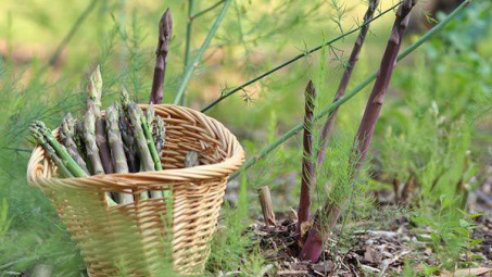 Ảnh hưởng của phụ gia tạo nhớt và nhiệt độ đến tính chất lưu biến của nước quả đục măng tây xanh