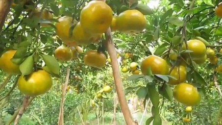 Xây dựng các mô hình trồng cây ăn trái tại tỉnh Bến Tre tương quan với độ mặn trong đất