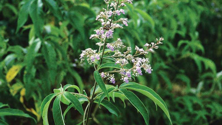 Nghiên cứu chiết xuất và khảo sát tính kháng khuẩn của tinh dầu lá ngũ trảo (Vitex Negundo Linn.)