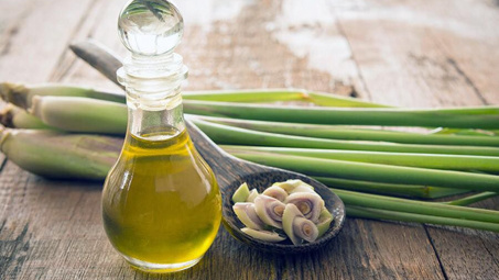 Thu nhận tinh dầu sả java (Cymbopogon winterianus jowitt) tại tỉnh Lâm Đồng bằng phương pháp chưng cất trực tiếp