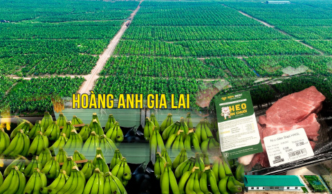 Hoàng Anh Gia Lai (HAG) nói gì về nghi ngờ không thể hoạt động liên tục?