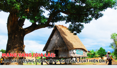 Mang Yang (Gia Lai): Làm giàu từ ứng dụng công nghệ sản xuất hiện đại