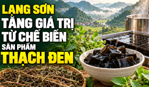 Lạng Sơn: Tăng giá trị từ chế biến sản phẩm thạch đen