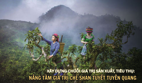 Xây dựng chuỗi giá trị sản xuất, tiêu thụ: Nâng tầm giá trị chè Shan tuyết Tuyên Quang
