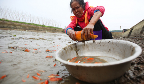 Lội bùn bắt cá 'Táo quân"