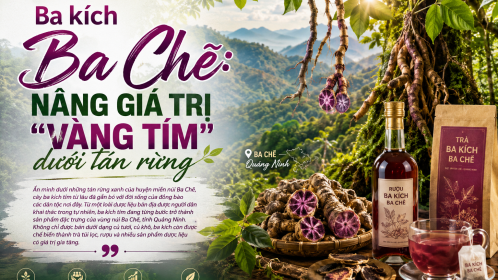 [E-Magazine] Ba kích Ba Chẽ: Nâng giá trị “vàng tím” dưới tán rừng