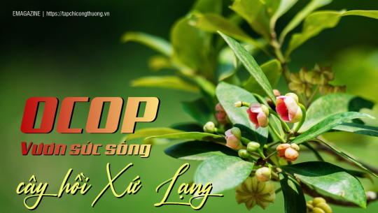 [eMagazine] OCOP - Vươn sức sống cây hồi Xứ Lạng