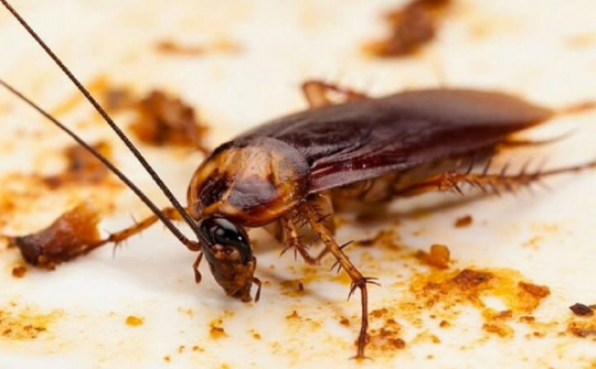 Kinh nghiệm diệt gián trên xe ô tô nhanh gọn