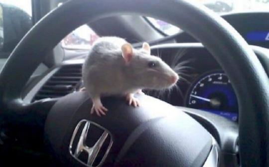 Kinh nghiệm chống chuột cho xe ô tô trong những ngày giãn cách