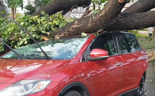 Cây đổ vào xe, chủ xe có được bảo hiểm bồi thường?