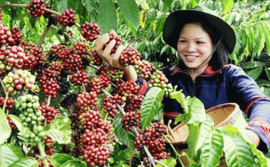 Ngày cà phê Việt Nam 2018: Cơ hội để doanh nghiệp kết nối giao thương