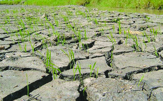 Thời tiết cực đoan ảnh hưởng nặng nề đến hoạt động nông nghiệp khu vực Đông Nam Á