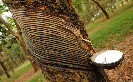 Giá một số nông sản ngày 12/12