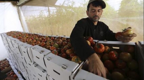 Israel đơn phương ngừng nhập khẩu rau và trái cây từ Bờ Tây Palestine