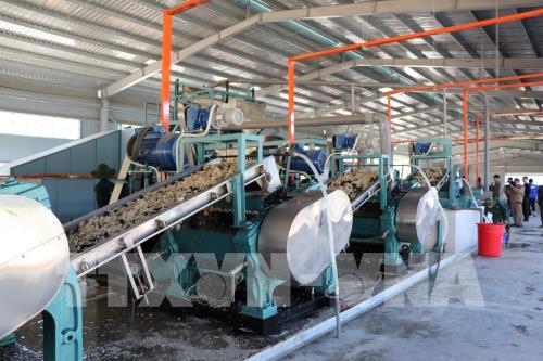 Nhà máy chế biến mủ cao su đầu tiên tại khu vực Tây Bắc chính thức hoạt động