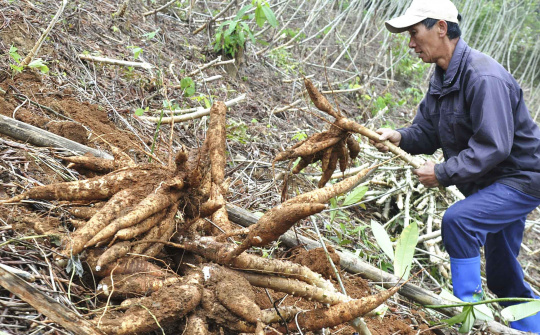 Ngày 28/12/18 l Sự kiện & Con số Công Thương: Xuất khẩu sắn sang Trung Quốc gặp khó