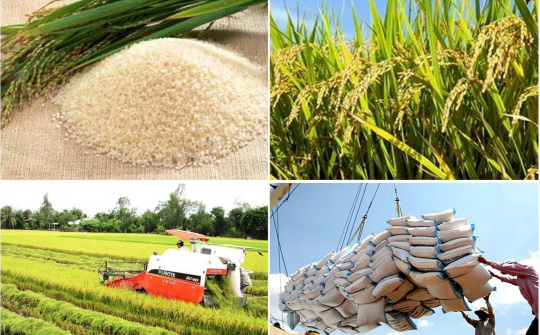 Diễn biến chính về thị trường lúa gạo thế giới trong ngày 26/10