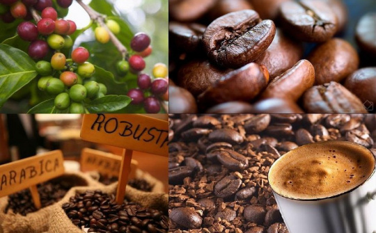 Nông sản thế giới ngày 5/6/2019: đường và cà phê được hỗ trợ