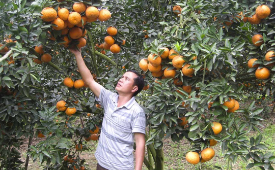 Phân bón Văn Điển góp phần làm nên thương hiệu Cam sành Hà Giang – Tuyên Quang