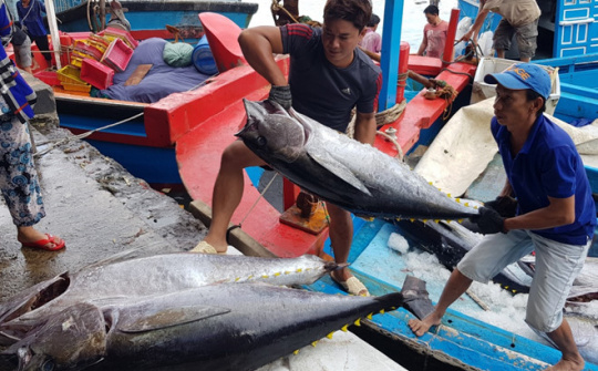 9 tháng, xuất khẩu cá ngừ tăng hơn 15% so cùng kỳ