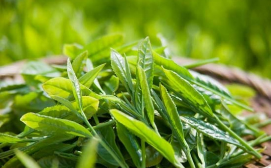 Xuất khẩu chè tiếp tục tăng mạnh