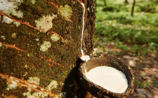 Giá cao su tăng do lo ngại dịch bệnh trên cây cao su ảnh hưởng đến nguồn cung