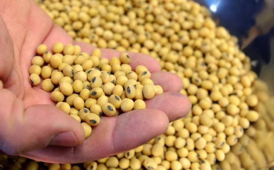 Giá đậu tương giảm trước áp lực tiến độ thu hoạch đậu tương tăng lên
