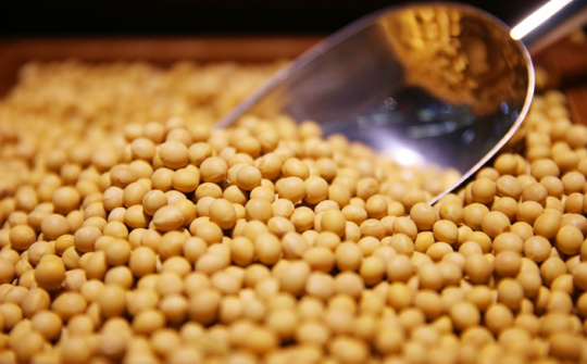 Đậu tương giảm giá phiên thứ hai liên tiếp do tiến độ thu hoạch thuận lợi