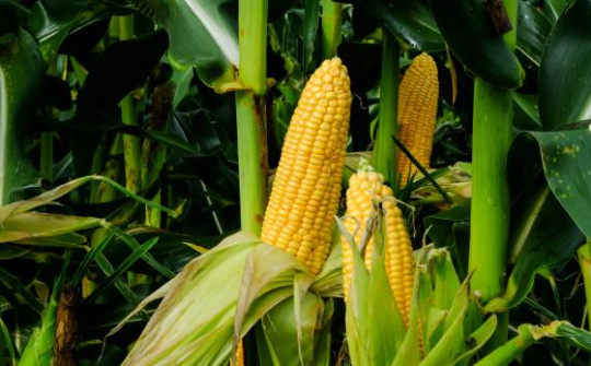 Giá ngô tại Trung Quốc có mức tăng cao nhất kể từ tháng 4/2019