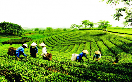 Xuất khẩu chè sang Pakistan tăng mạnh