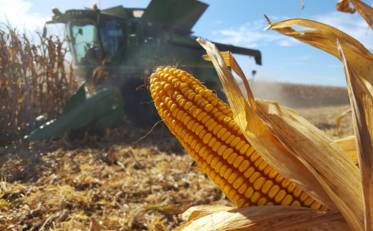 Lượng dữ trữ thấp đẩy giá ngô tại Mỹ tăng lên trong tuần qua