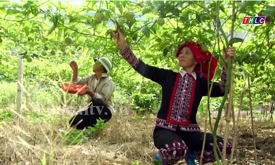 Xuất khẩu trái cây đối mặt với lợi ích nhóm