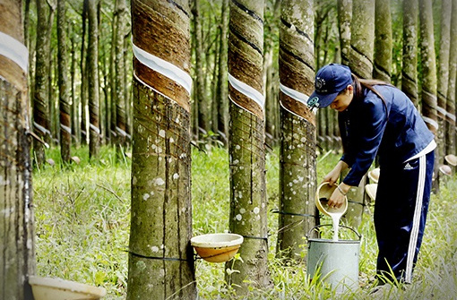 9 tháng, xuất khẩu cao su tăng đều cả lượng và giá trị