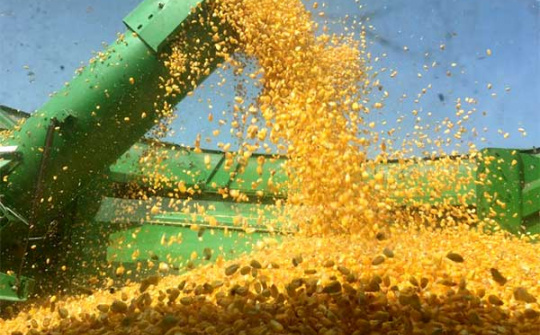 Giá ngô và đậu tương tại Mỹ tăng do tiến độ thu hoạch chậm