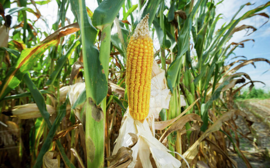 Giá ngô hướng đến tuần tăng giá đầu tiên trong vòng 3 tuần trở lại đây