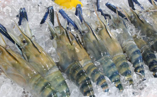 Hàng loạt lô hàng tôm bị FDA Mỹ từ chối trong tháng 10