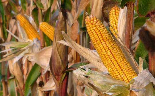 Giá đậu tương và ngô tăng trở lại do tiến độ thu hoạch thấp hơn kỳ vọng thị trường