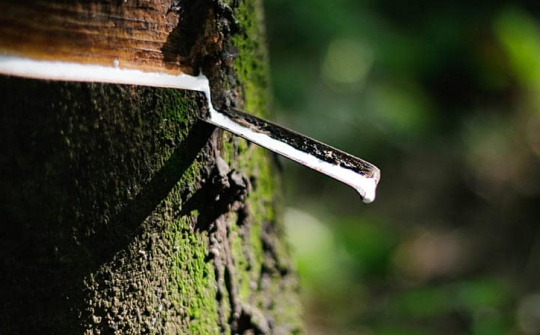 Giá cao su TOCOM tăng bất chấp thông tin Thái Lan đẩy mạnh xuất khẩu cao su