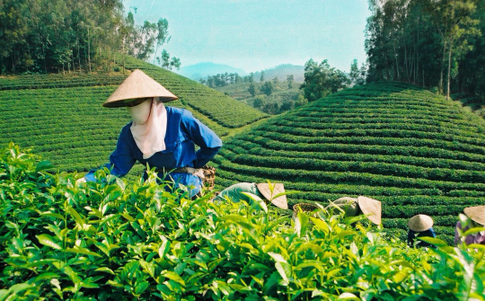 Sử dụng phân bón Văn Điển: Hướng đi mới trong canh tác nông nghiệp