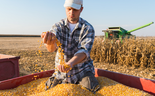 Giá các loại nông sản giảm mạnh trong phiên giao dịch cuối tuần