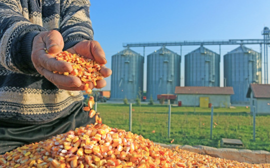 Giá nông sản biến động nhẹ chờ diễn biến thỏa thuận thương mại Mỹ - Trung