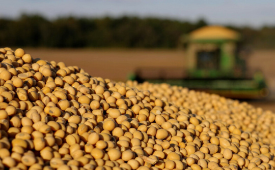 Giá ngô và đậu tương giảm trước biến động về thỏa thuận thương mại Mỹ - Trung