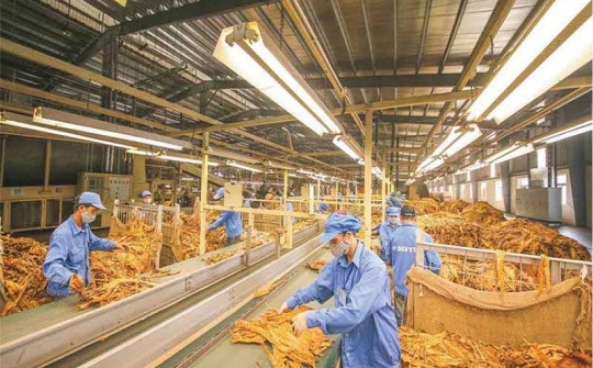 Năm 2020, dự kiến hạn ngạch nhập khẩu thuốc lá nguyên liệu là 59.098 tấn